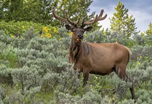 Hole: USA, Wyoming. Bull elk portrait and arrowleaf balsamroot