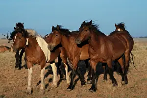 Grall: USA, Wyoming. Close-up of wild horses walking in desert