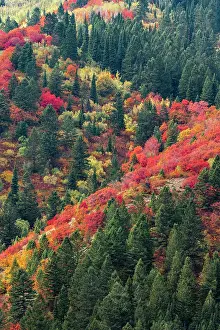 Caribou: USA, Wyoming. Colorful autumn foliage of the Caribou-Targhee