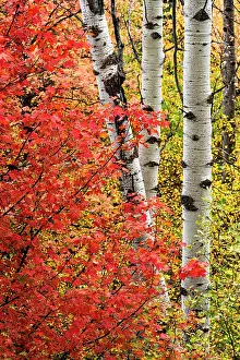 Caribou: USA, Wyoming. Colorful autumn foliage of the Caribou-Targhee