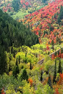 Caribou: USA, Wyoming. Colorful autumn foliage of the Caribou-Targhee