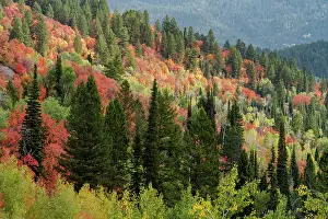 Caribou: USA, Wyoming. Colorful autumn foliage of the Caribou-Targhee