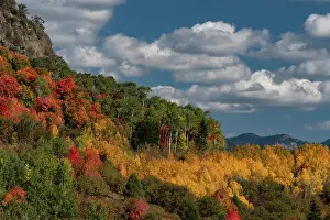 Caribou: USA, Wyoming. Colorful autumn foliage of the Caribou-Targhee