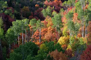 Caribou: USA, Wyoming. Colorful autumn foliage of the Caribou-Targhee