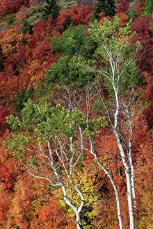 Caribou: USA, Wyoming. Colorful autumn foliage of the Caribou-Targhee