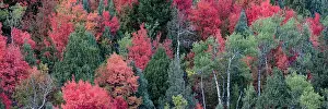 Caribou: USA, Wyoming. Colorful autumn foliage of the Caribou-Targhee