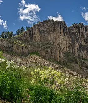 Teton: USA, Wyoming. Field of Columbine wildflowers, and