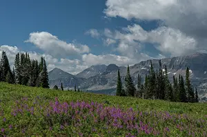 Wyoming: USA, Wyoming. Fireweed in meadow, Jedediah Smith Wilderness