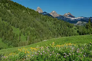 Teton: USA, Wyoming. Geranium and arrowleaf balsamroot