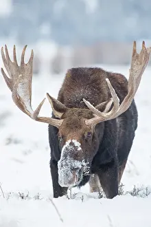 Grand: USA, Wyoming, Grand Teton National Park. Bull moose