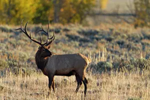Grand: USA, Wyoming, Grand Teton National Park. Bull elk