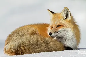 Grand: USA, Wyoming, Grand Teton National Park. Red fox
