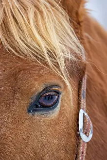 Hollice: USA, Wyoming. Hideout Horse Ranch, horse detail. (PR)