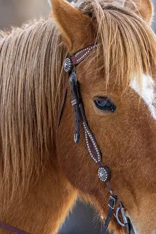 Hollice: USA, Wyoming. Hideout Horse Ranch, horse detail. (PR)