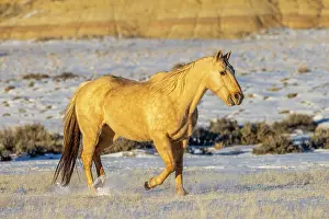 Hollice: USA, Wyoming. Hideout Horse Ranch, horse in snow. (PR)