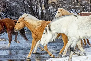 Crossing: USA, Wyoming. Hideout Horse Ranch, horses crossing