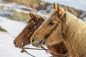 Hollice: USA, Wyoming. Hideout Horse Ranch, horses at Rest
