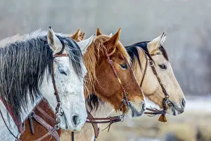 Hollice: USA, Wyoming. Hideout Horse Ranch, horses in a Row. (PR)