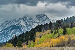 Populus: USA, Wyoming. Landscape of fall Aspen Trees and
