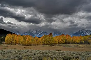 Teton: USA, Wyoming. Landscape of Golden Aspen Trees and