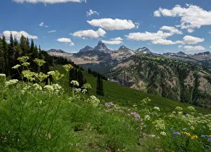 Teton: USA, Wyoming. Meadow filled with wildflowers in