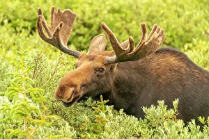 Danita Delimont: USA, Wyoming, Medicine Bow National Forest. Close-up of bull
