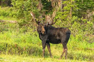 Danita Delimont: USA, Wyoming, Medicine Bow National Forest. Bull moose in