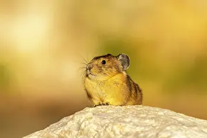 Danita Delimont: USA, Wyoming, Medicine Bow National Forest. Close-up of pika