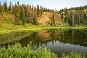 Danita Delimont: USA, Wyoming, Medicine Bow National Forest. Floating grasses