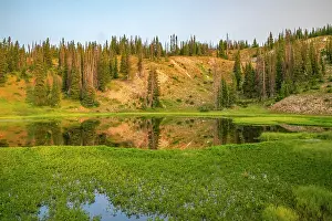 Danita Delimont: USA, Wyoming, Medicine Bow National Forest. Floating grasses