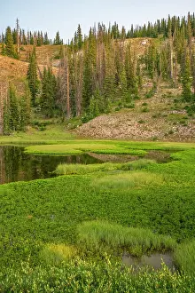 Danita Delimont: USA, Wyoming, Medicine Bow National Forest. Floating grasses