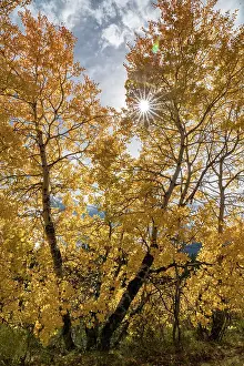 Teton: USA, Wyoming. Sunburst through the autumn aspen