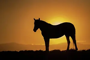 Grall: USA, Wyoming. Wild horse silhouetted at sunset