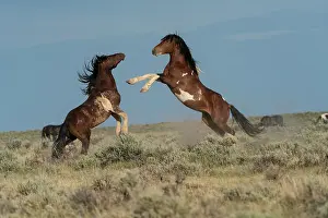 Sage: USA, Wyoming. Wild horse stallions fighting