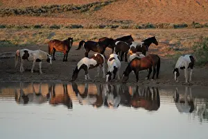 Grall: USA, Wyoming. Wild horses drink from waterhole in desert