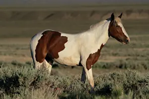 Sage: USA, Wyoming. Wild stallion stands in desert sage brush
