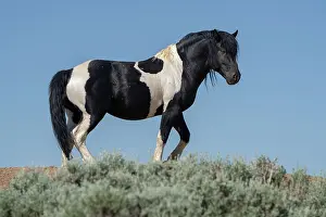 Sage: USA, Wyoming. Wild stallion stands in desert sage brush
