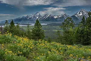 Wyoming: USA, Wyoming. Wildflowers and the Teton Range, from the