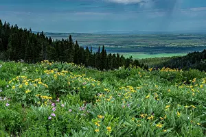 Teton: USA, Wyoming. Wildflowers and view of Teton Valley