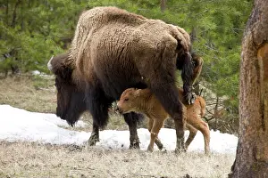 Grall: USA, Wyoming, Yellowstone National Park