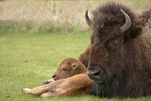 Grall: USA, Wyoming, Yellowstone National Park