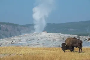 Basin: USA, Wyoming, Yellowstone National Park, Upper Geyser