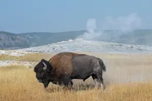 Basin: USA, Wyoming, Yellowstone National Park, Upper Geyser
