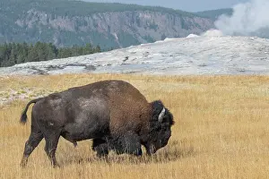 Basin: USA, Wyoming, Yellowstone National Park, Upper Geyser