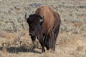 Buffalo: USA, Wyoming, Yellowstone National Park, Lamar Valley