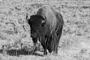 Buffalo: USA, Wyoming, Yellowstone National Park, Lamar Valley