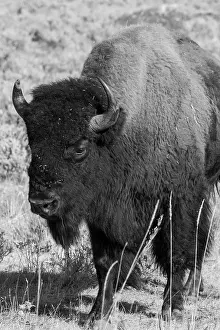 Buffalo: USA, Wyoming, Yellowstone National Park, Lamar Valley