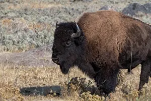 Buffalo: USA, Wyoming, Yellowstone National Park, Lamar Valley