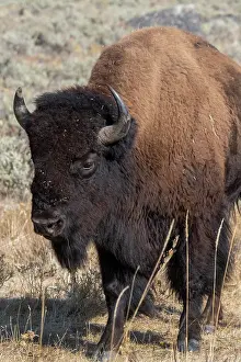 Buffalo: USA, Wyoming, Yellowstone National Park, Lamar Valley
