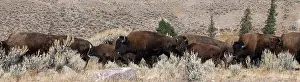Buffalo: USA, Wyoming, Yellowstone National Park, Lamar Valley